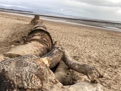 mumbles head dunes log