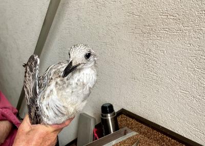 gull being ringed