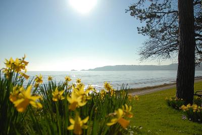 Daffodils at West Cross