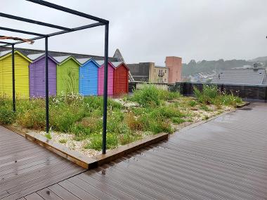 Green roof at Urban Village