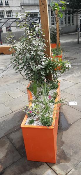 Planter at Swansea Train Station