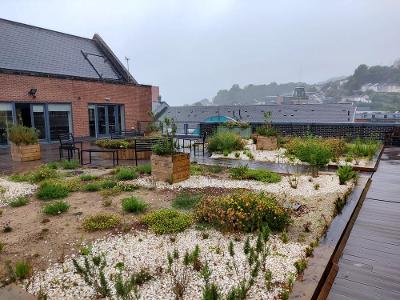 Urban Village green roof