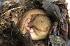 Hazel dormouse: photo credit Kathryn Mach