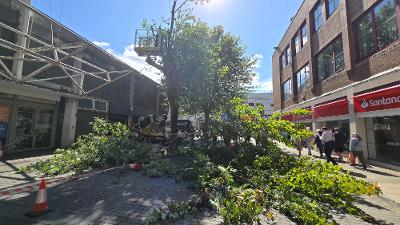 city centre trees