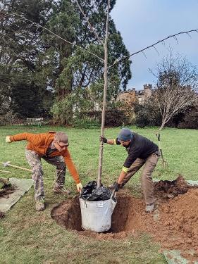 Tree planting in Clyne Gardens