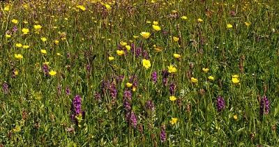 Cut and collect - wildflowers.