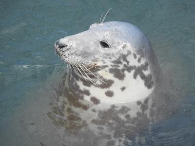 gower seal