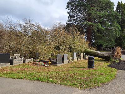 fallen tree cemetery