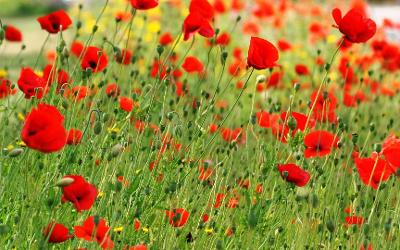 Remembrance poppies