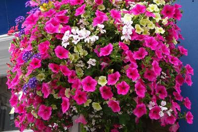 Hanging basket - Pontarddulais single (blue background).