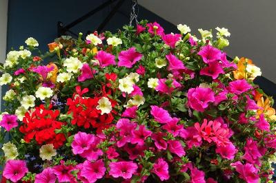 Hanging basket - single close up.