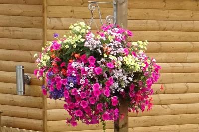 Hanging basket - wood background (Rake and Riddle).