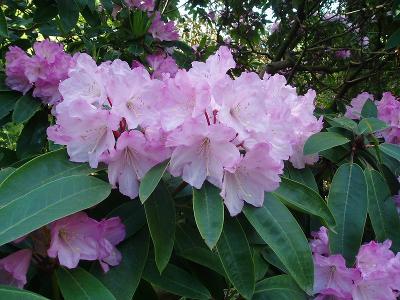 Rhododendron flower