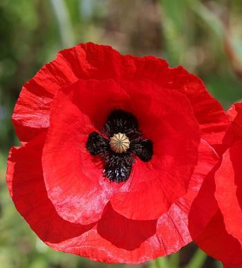 Field poppy