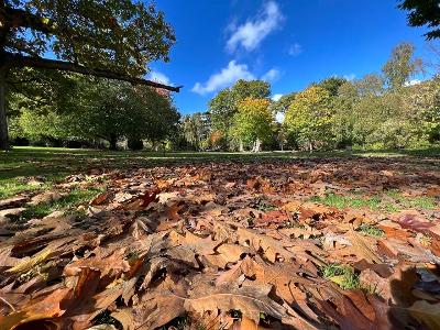 Clyne Gardens in autumn 